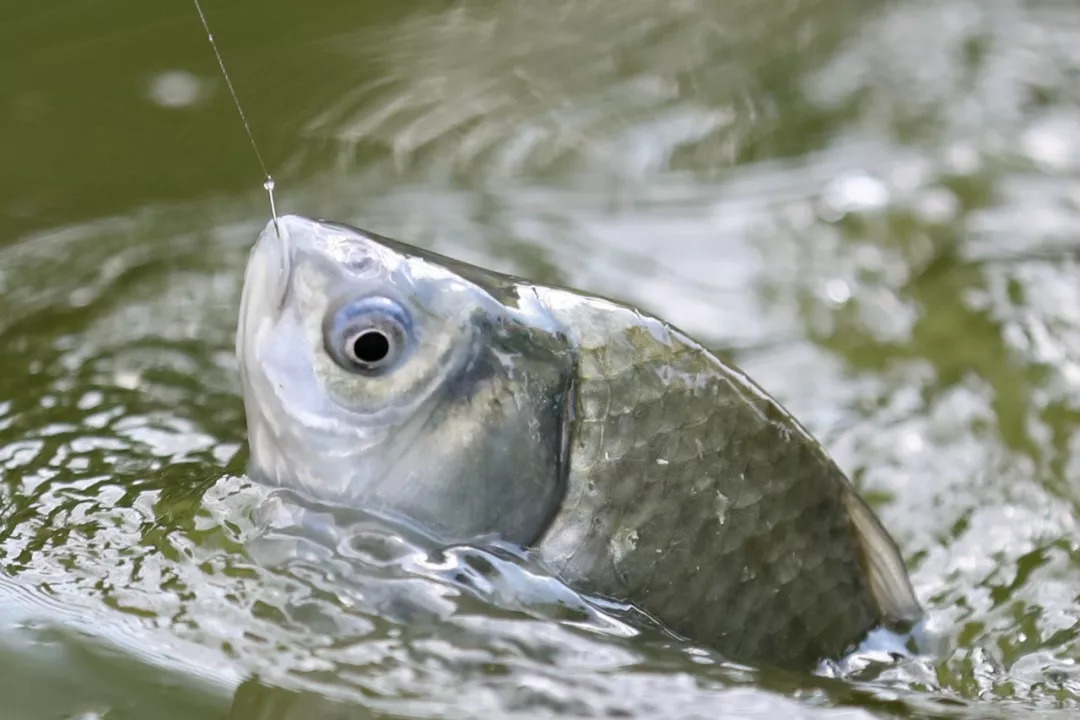关于钓鱼比赛:日本选手喜获冠军的信息 关于钓鱼比赛:日本选手喜获冠军的信息