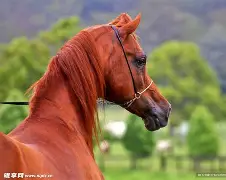 马竞中后卫担保蒙扎里比诺效力 马竞中后卫担保蒙扎里比诺效力